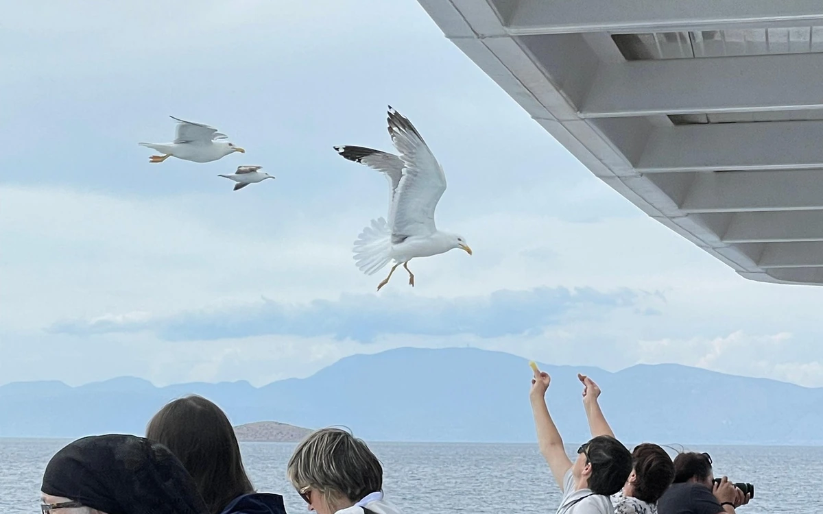 Möwen fliegen tief über das Deck der Fähre, Passagiere strecken die Hände hoch, Berge am Horizont
